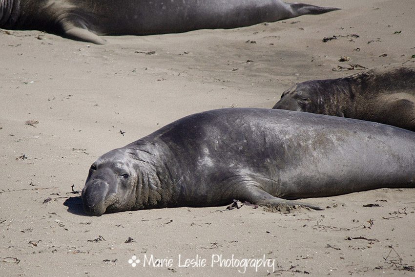 Elephant Seal on the beach in California
