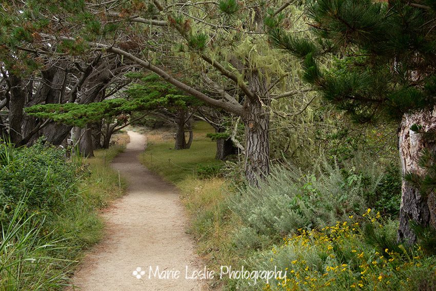 The Trail to Allen Grove