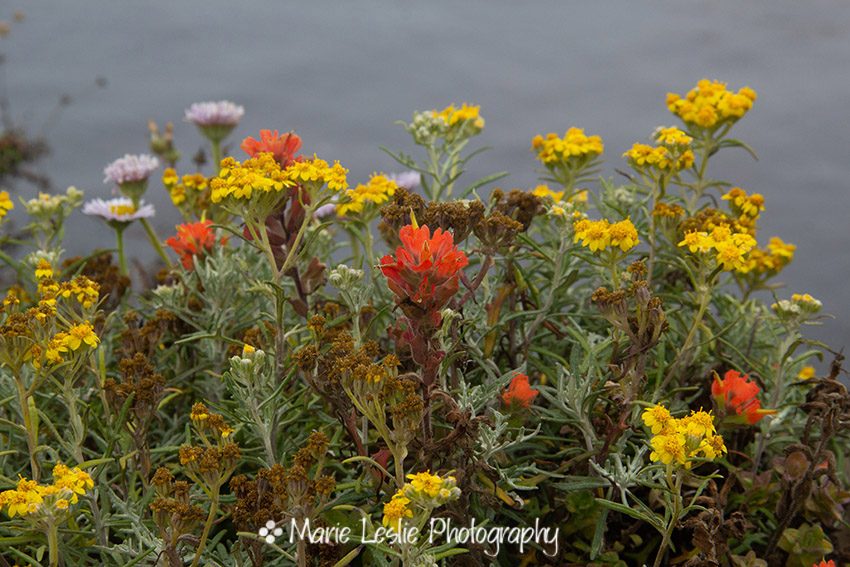 Wildflowers by the Sea