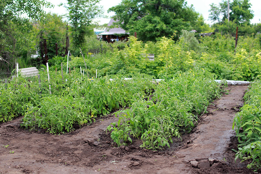 Choose-a-good-garden-spot-to-grow-a-successful-vegetable-garden