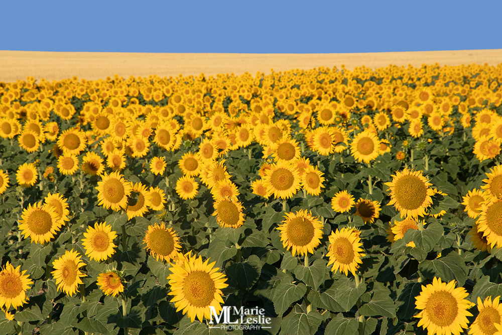 7-Tips-to-Create-Stunning-Sunflower-Photos-This-Summer