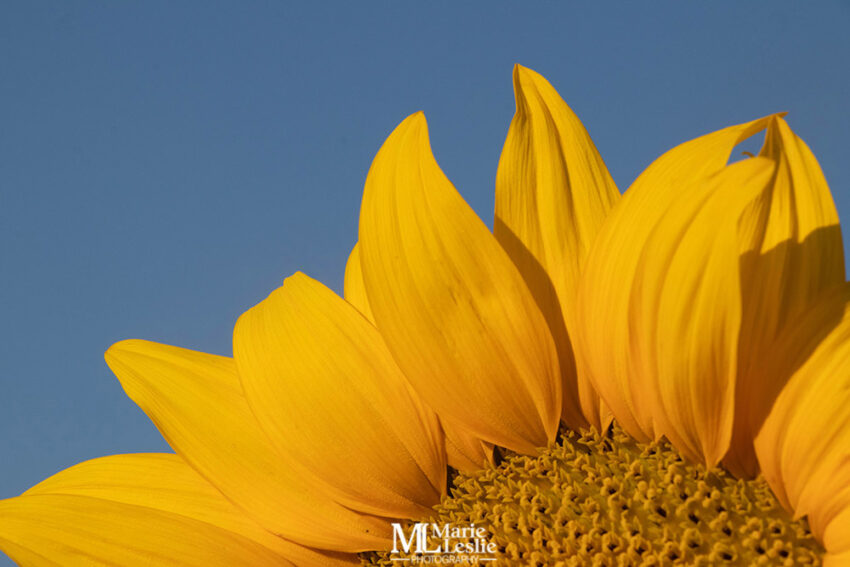 close-up-of-sunflower
