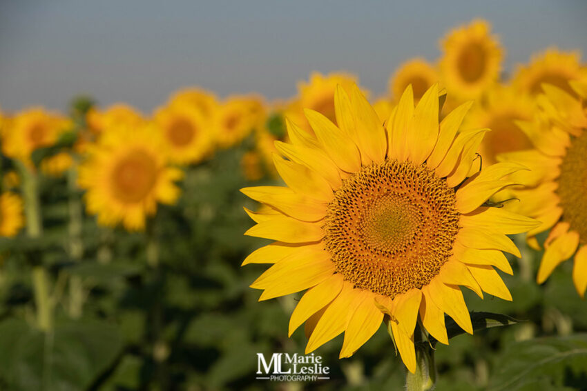 colorado-sunflower-field