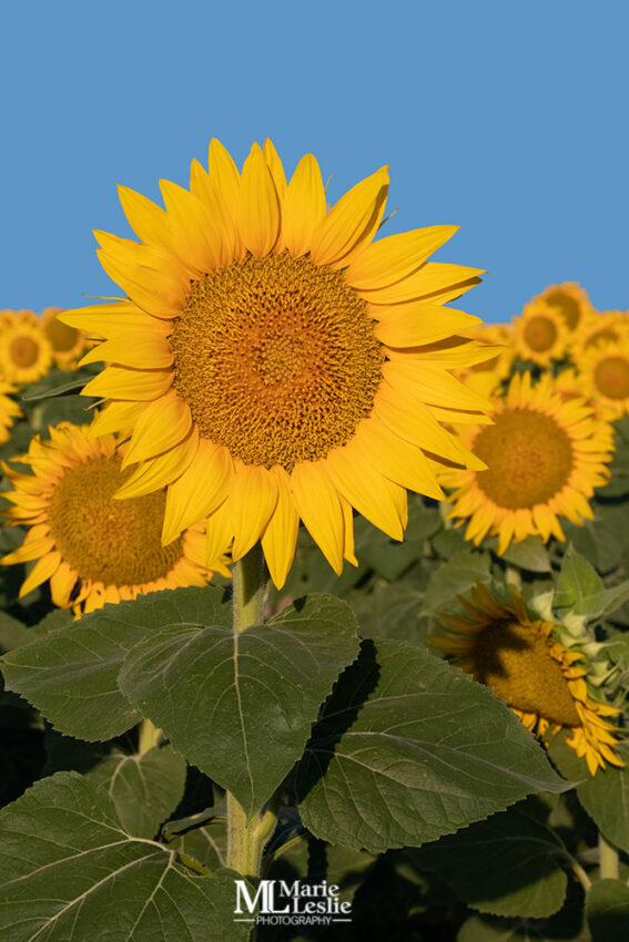 full-size-sunflower