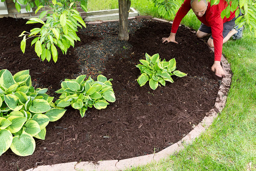 man mulching planting beds to spring clean the yard